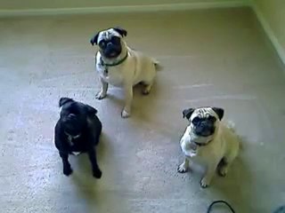 pugs tilt head when you talk to them