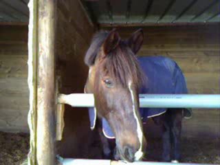 Les chevaux du club2