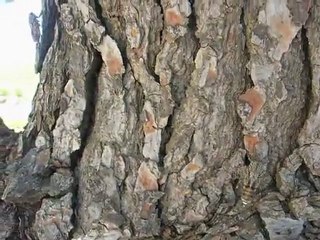 Un peu du Sud pour nos amis Parisiens et Bretons....