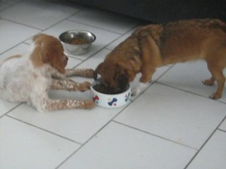 FIDJI et la gamelle de Pecky... toute une histoire !