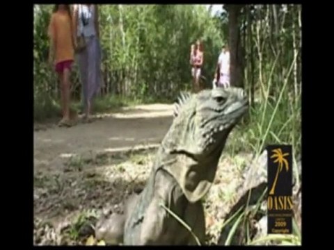 Caribbean Land - Cayman Islands - Caribbean Land