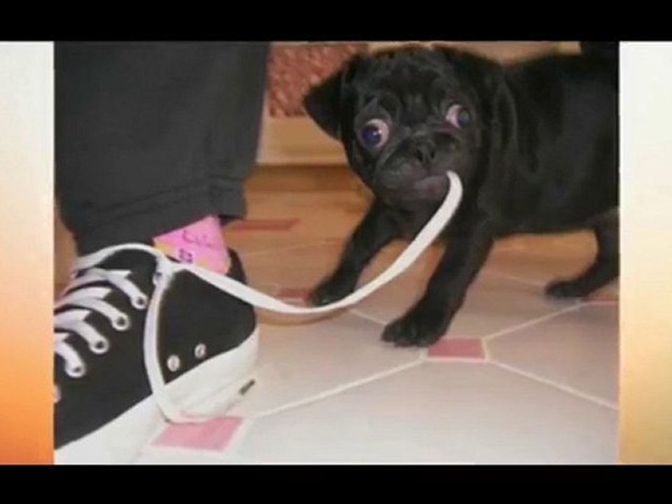 Pug Struggles to Lose Weight on Diet and Exercise Program