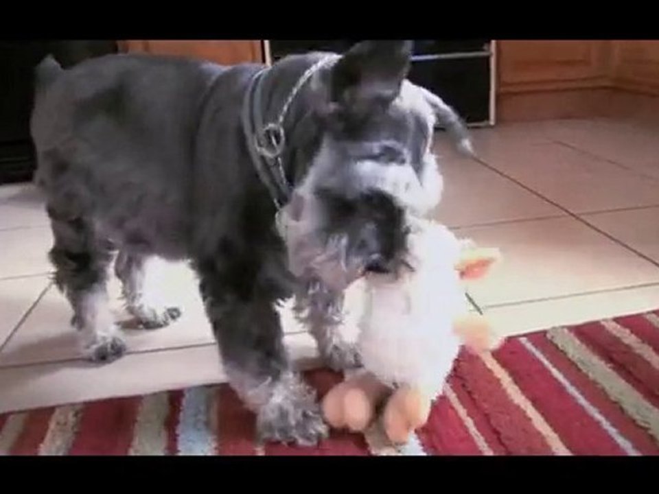 Miniature Schnauzer Proves Fat Dogs Can Lose Weight