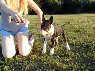 bullterrier puppy show training