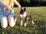 bullterrier puppy show training
