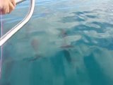 Rencontre avec les dauphins, Pléïades du Nord, Ouvéa