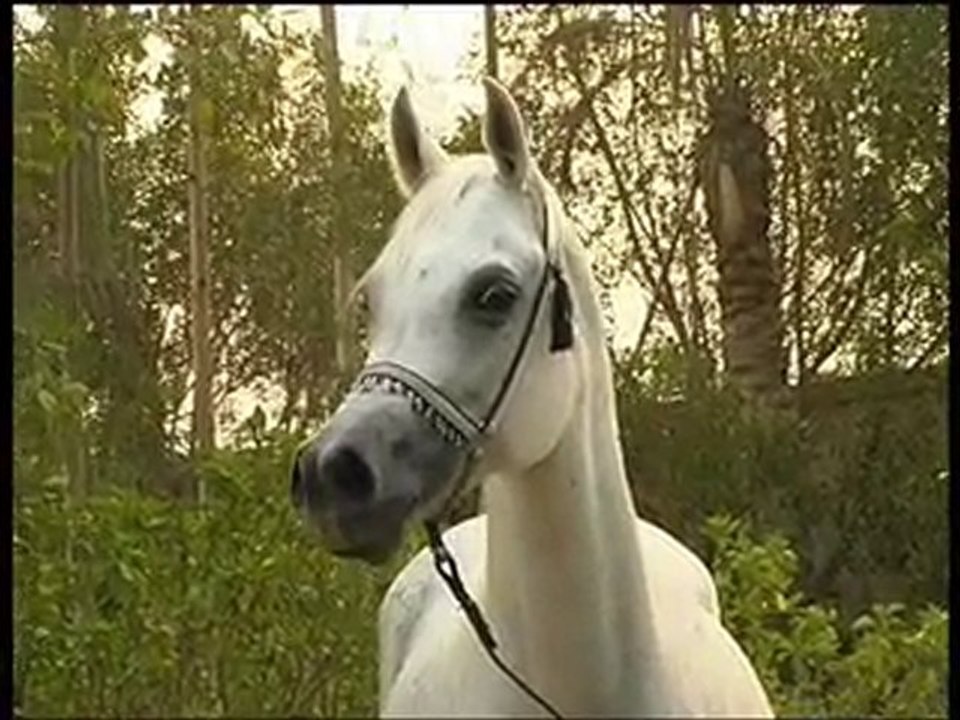 Arousat el Nile Rahim