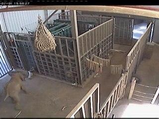 Baby elephant attacks zookeeper