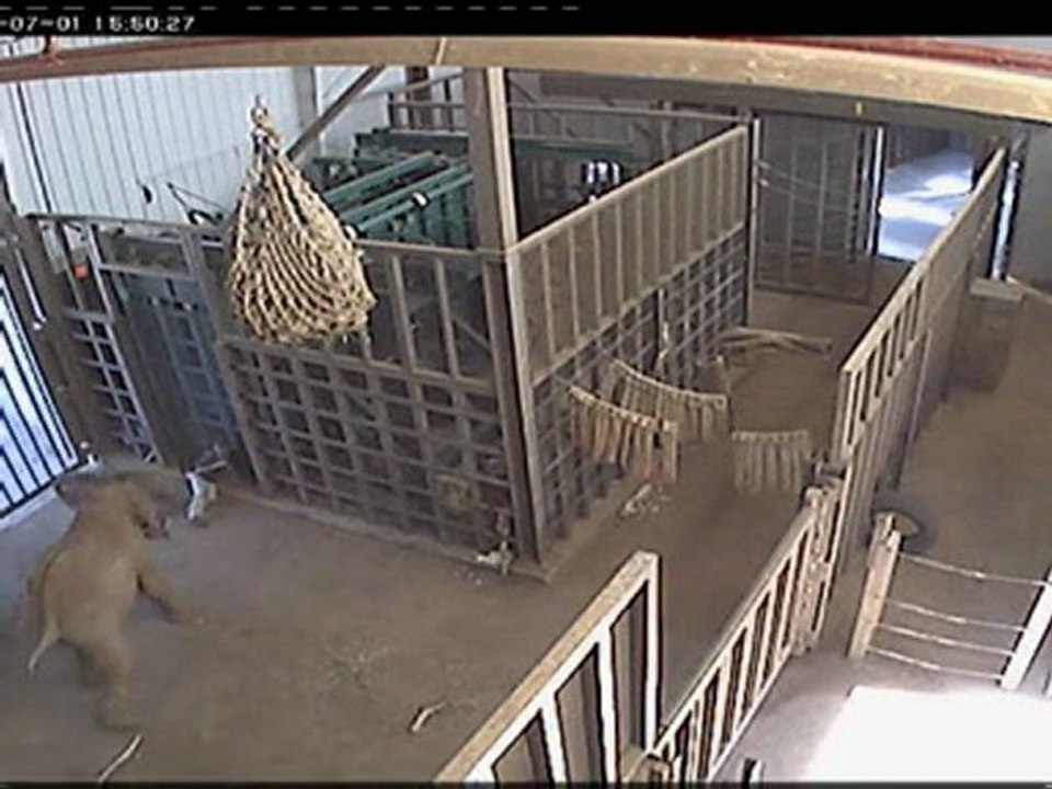 Baby elephant attacks zookeeper