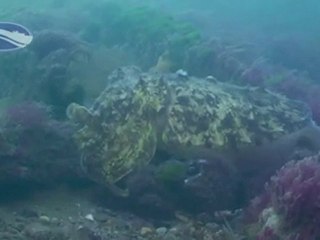 Diving under the Pier in Swanage, Dorset