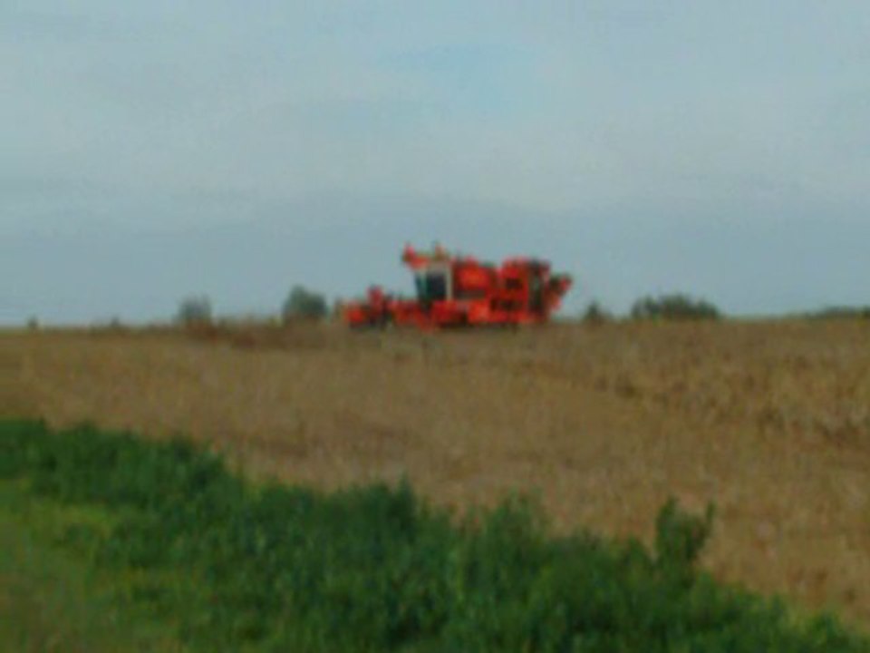 pommes de terre 2009 005