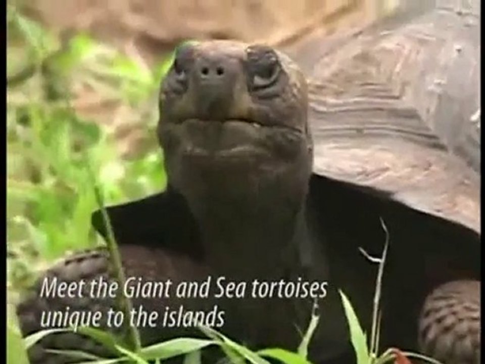 Galapagos Islands Vacations | Galapagos Islands Cruise