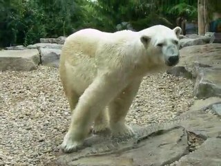 amneville (ours polaire)