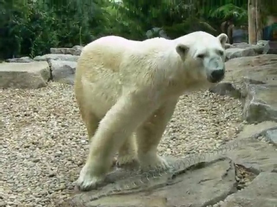 amneville (ours polaire)