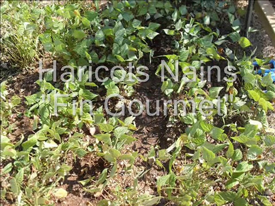 video jardin juillet 2010