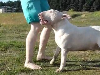 Bullterrier show training