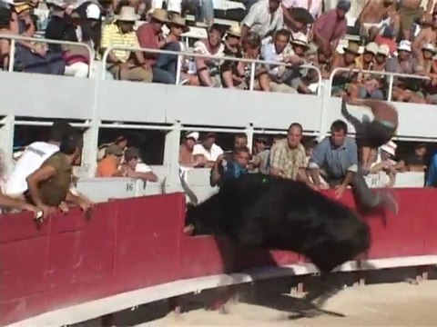 Course Camarguaise de la Cocarde d'Or 2010 (Arles)