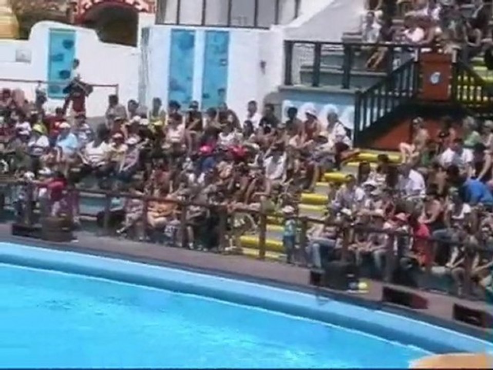 Les dauphins du parc Astérix