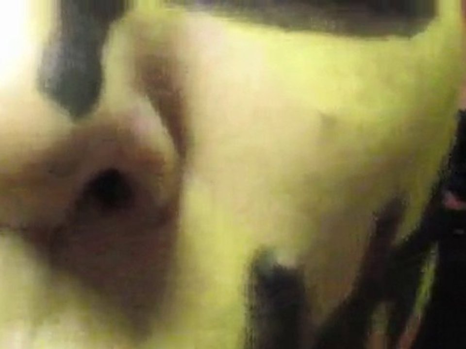 teaser Kicé qu'à l'Chat fest par Jean-Klodia Punish