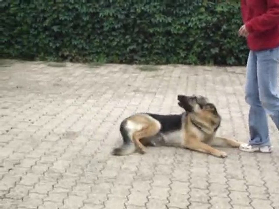 Bambou berger allemand la vallée des secrets, clowneries