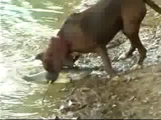 Brutus, the fishing dog www.balikdostlari.com