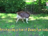 Crazy Dawg Time- Ultra Fur