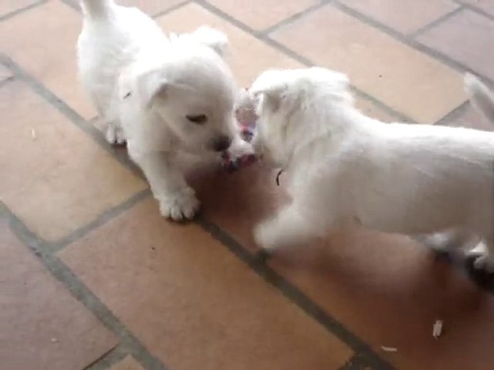 Chiots westies de la Vallée des Secrets, séance de jeux !