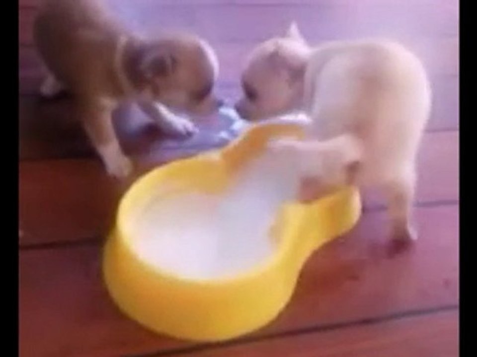 les bébés ont 1 mois le 22juillet 2010