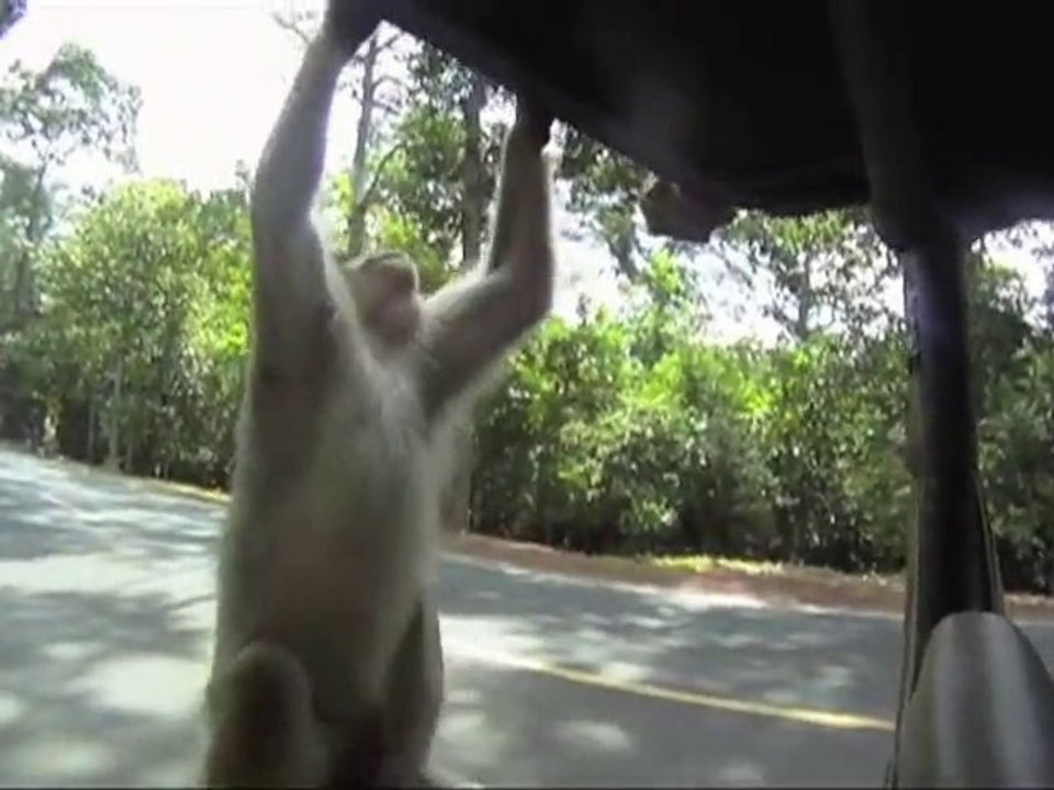 Guillaume a testé pour vous #12 : Les singes d'Angkor !