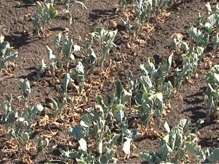 Sécheresse en Russie: les récoltes s’effondrent