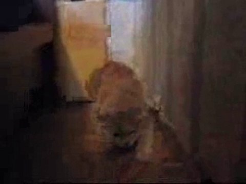 Кошка Лиза + Лазерная Указка