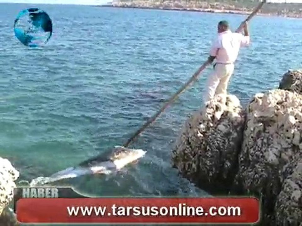 Silifke sahillerinde ölü yunus balığı bulundu