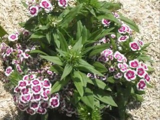 sarrebourg -st ulrich-jardin des harmonies