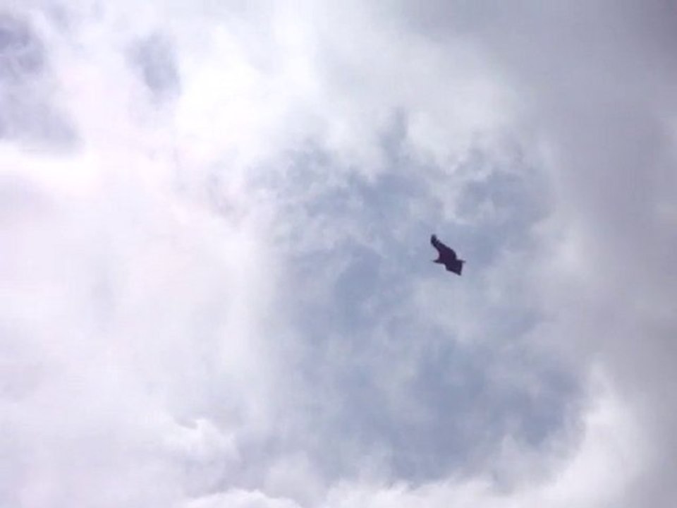 Vautours fauves à la recherche d'un randonneur affaibli