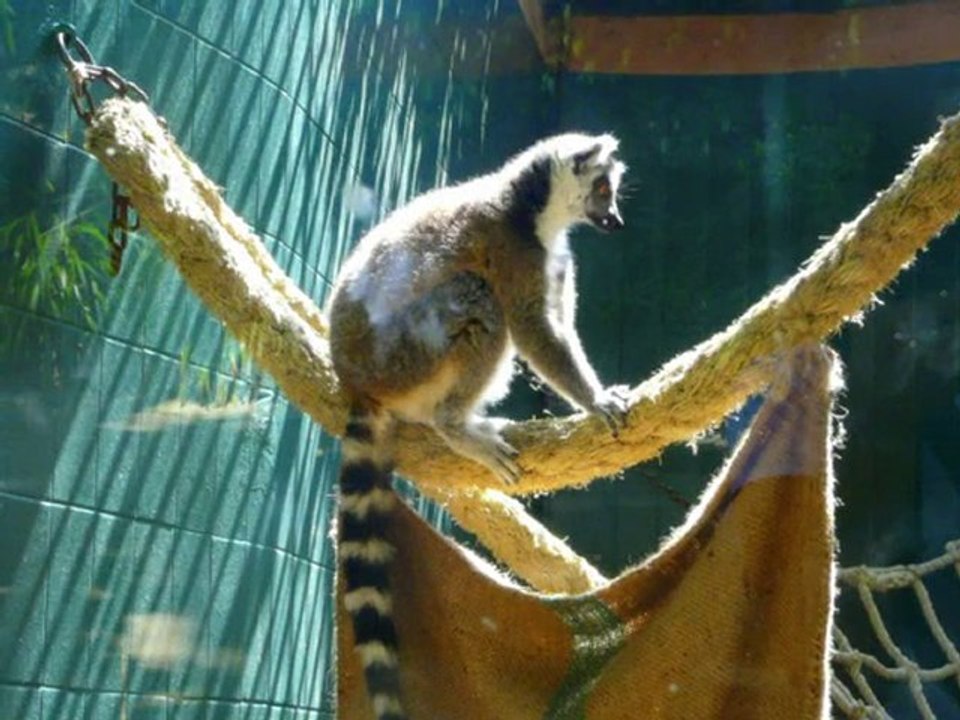 Zoo de Barcelone 23 07 2010