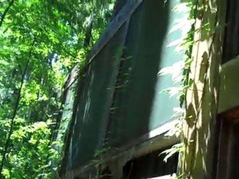 Subterranean termites on the roof part 1