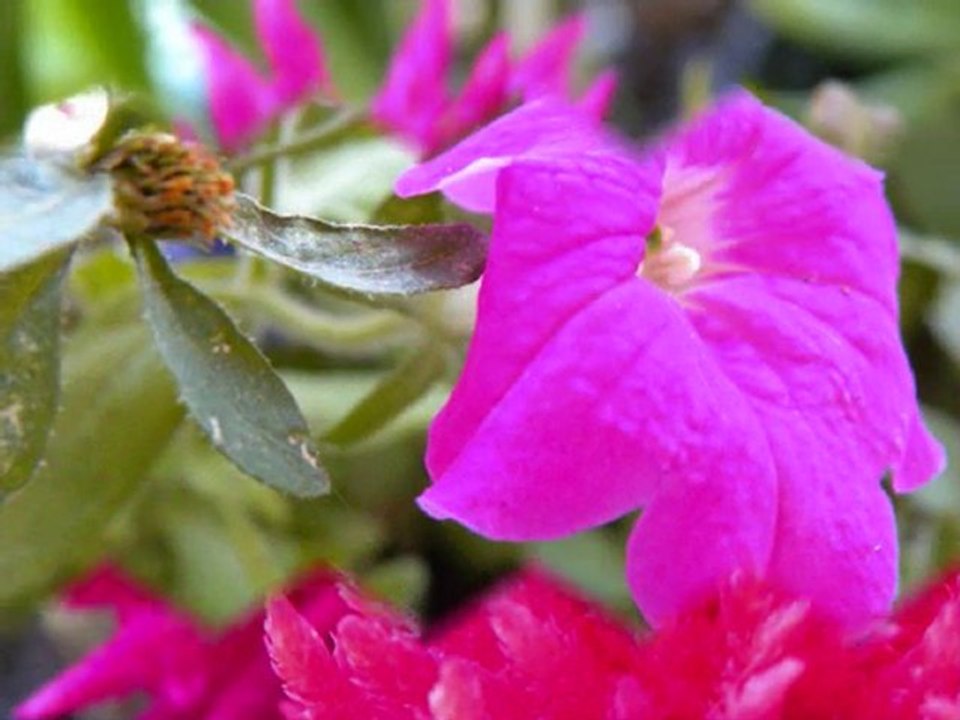 LES FLEURS DE FRANCIS ET EVE (juillet 2010)