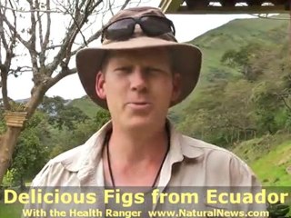 Delicious Figs from Ecuador
