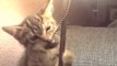 Kitteh Plays Tetherball With Lamp Chain