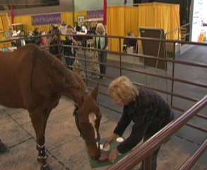 World's Smartest Horse is head of the class with Equine VIP