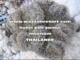 wazzahresort.com : Hotel Koh Samui , maenam , thailande