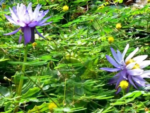 im und am wasser ohne musik [Hohe Qualität und Größe]