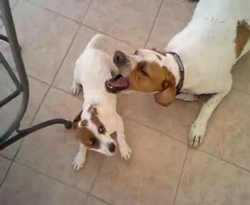 Combat jack russel v Pointer Léguevin