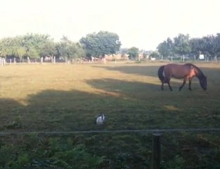 Lapin et cheval