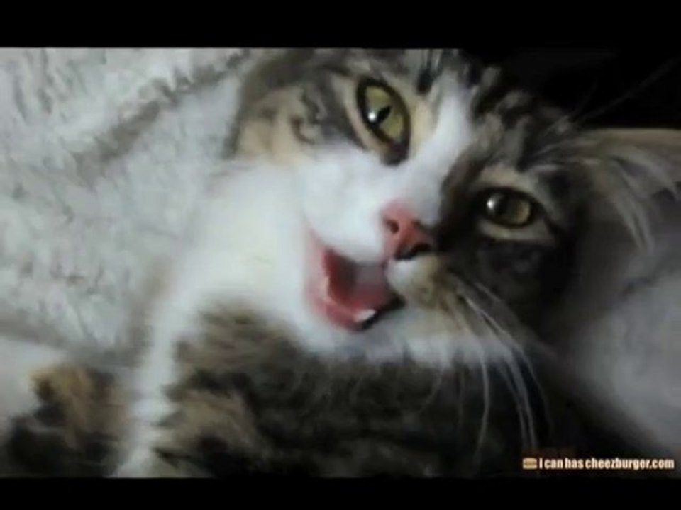 Il gatto che ansima come un cane