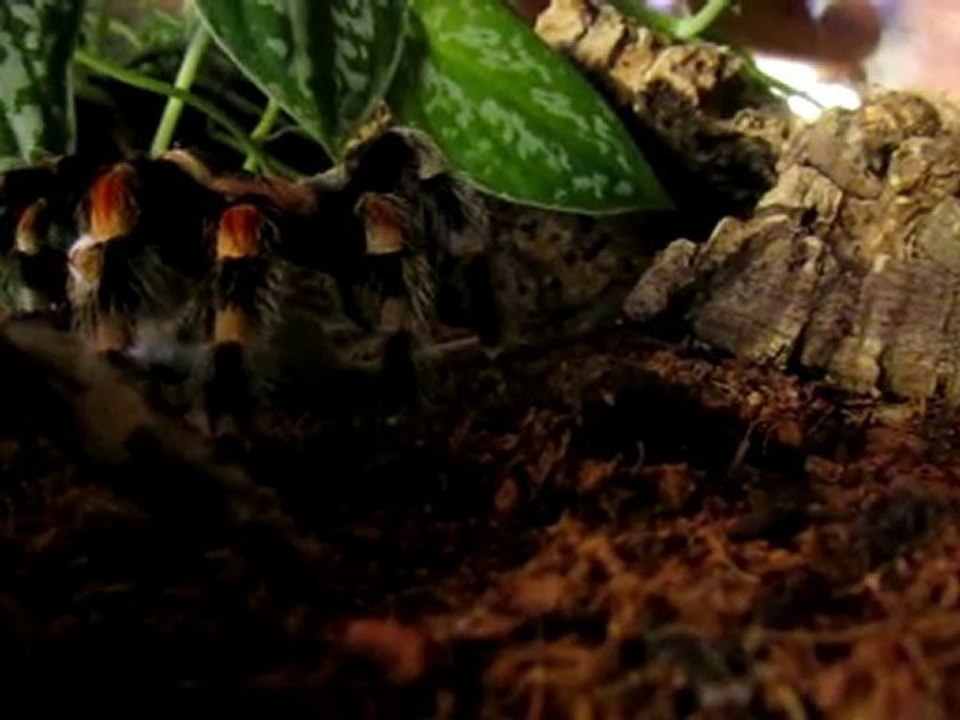 100722_Dernier repas de ma Brachypelma Smithi