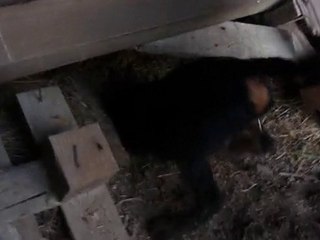 Foch du Mont Cherrey - Jagd Terrier 4 mois