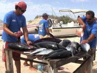 Des écologistes contre un projet touristique au Mexique