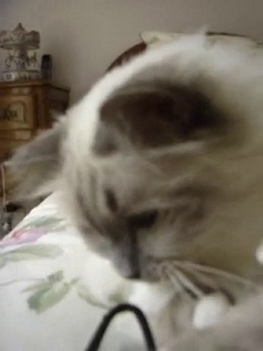 MOV05870 la chaleur est partie et Yota re vit