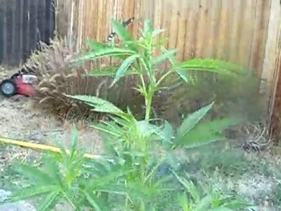 Super-Cropping Cannabis